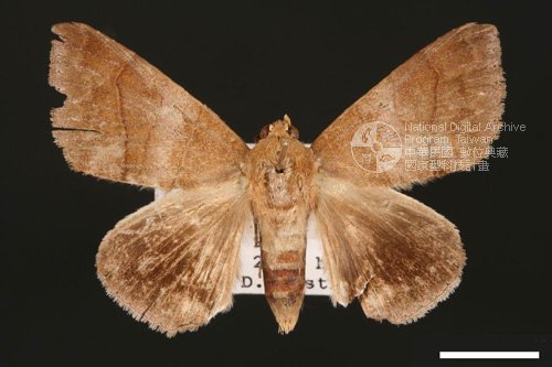 Ʀƪ<em>Dysgonia  amygdalis</em>]ХG30920^