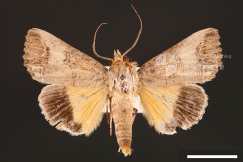 Ʀƪ<em>Hypocala  biarcuata</em>]ХG31881^