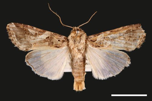 Ʀƪ<em>Spodoptera  litura</em>]ХG61059^