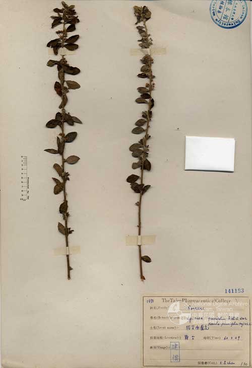 Ʀƪ󤤤W١G]Х]]G141183^<br>^W١G<em>Spiraea prunifolia Sieb. & Zucc. var. pseudoprunifolia (Hayata) Li</em>