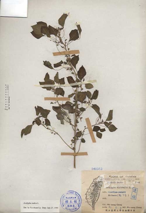 Ʀƪ󤤤W١GKA]Х]]G141353^<br>^W١G<em>Acalypha australis L. </em>