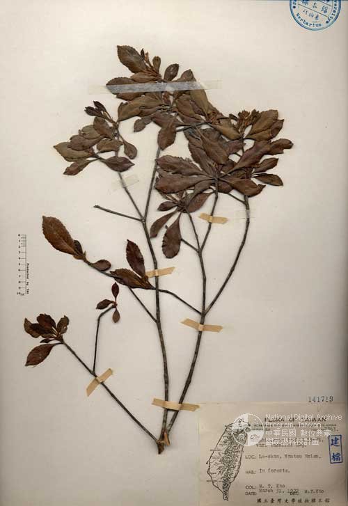 Ʀƪ󤤤W١G۴]Х]]G141719^<br>^W١G<em>Rhaphiolepis indica (L.) Lindl. var. tashiroi Hayata ex Matsum. & Hayata</em>