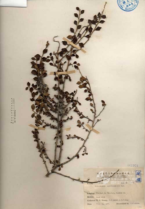 Ʀƪ󤤤W١GɤsEaG]Х]]G141955^<br>^W١G<em>Cotoneaster morrisonensis Hayata </em>