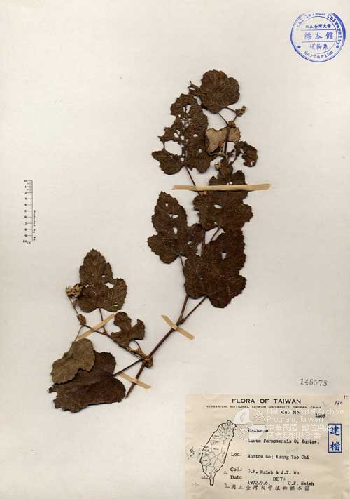 Ʀƪ󤤤W١GOWa_l]Х]]G148578^<br>^W١G<em>Rubus formosensis Ktze. </em>