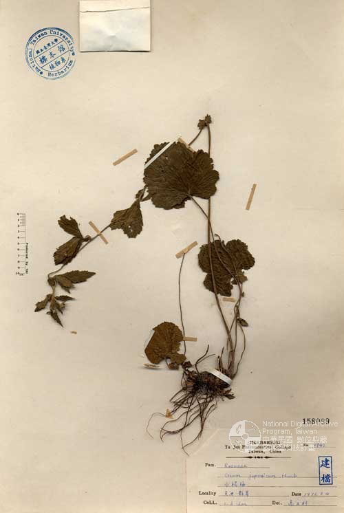 Ʀƪ󤤤W١G]Х]]G158089^<br>^W١G<em>Geum japonicum Thunb. </em>