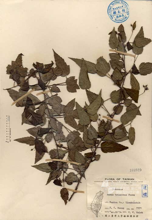 Ʀƪ󤤤W١GWa_l]Х]]G162529^<br>^W١G<em>Rubus trianthus Focke </em>