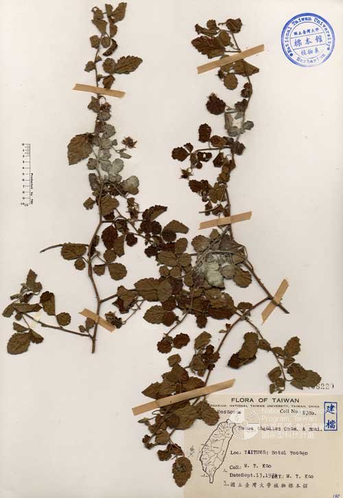 Ʀƪ󤤤W١GУ]Х]]G168220^<br>^W١G<em>Rubus tagallus Cham. & Schlechtend.</em>