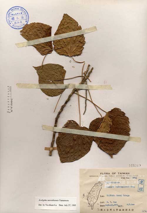 Ʀƪ󤤤W١GYKA]Х]]G168260^<br>^W١G<em>Acalypha hontauyuensis Keng </em>