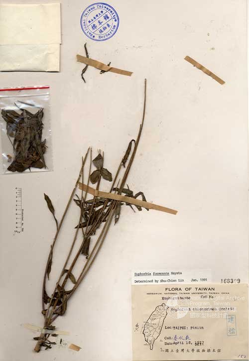 Ʀƪ󤤤W١GOWju]Х]]G168309^<br>^W١G<em>Euphorbia calonesiaca Croizat </em>
