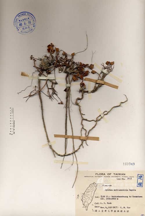 Ʀƪ󤤤W١Gɤs¸u]Х]]G169349^<br>^W١G<em>Spiraea morrisonicola Hayata </em>