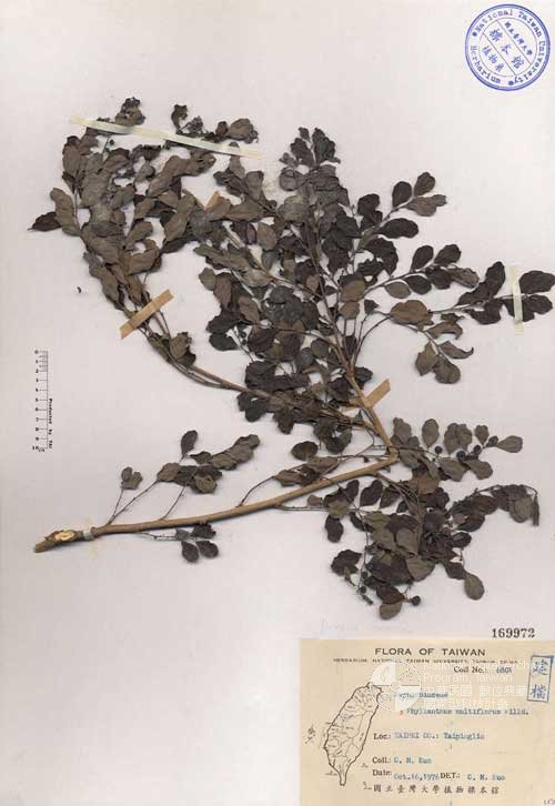 Ʀƪ󤤤W١Ghoa]Х]]G169972^<br>^W١G<em>Phyllanthus multiflorus Willd. </em>