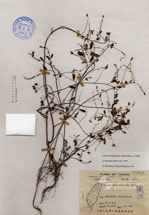 Ʀƪ󤤤W١GӸoa]Х]]G174224^<br>^W١G<em>Phyllanthus virgatus Forst. f. </em>