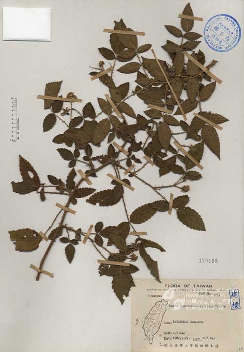 Ʀƪ󤤤W١Ga_l]Х]]G179158^<br>^W١G<em>Rubus glanduloso-calycinus Hayata </em>