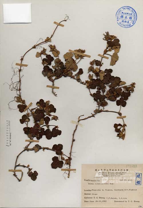 Ʀƪ󤤤W١Gɤsa_l]Х]]G179857^<br>^W١G<em>Rubus calycinoides Hayata </em>