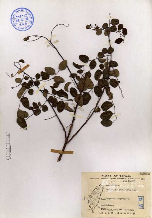 Ʀƪ󤤤W١Ghoa]Х]]G182028^<br>^W١G<em>Phyllanthus multiflorus Willd. </em>