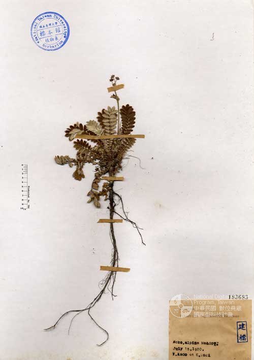 Ʀƪ󤤤W١Gs½կ]Х]]G183683^<br>^W١G<em>Potentilla tugitakensis Masamune </em>