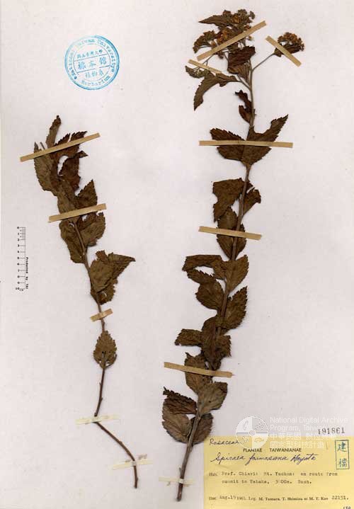 Ʀƪ󤤤W١GOW¸u]Х]]G191861^<br>^W١G<em>Spiraea formosana Hayata </em>