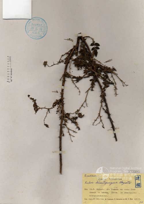 Ʀƪ󤤤W١Ga_l]Х]]G193395^<br>^W١G<em>Rubus hirsutopungens Hayata </em>