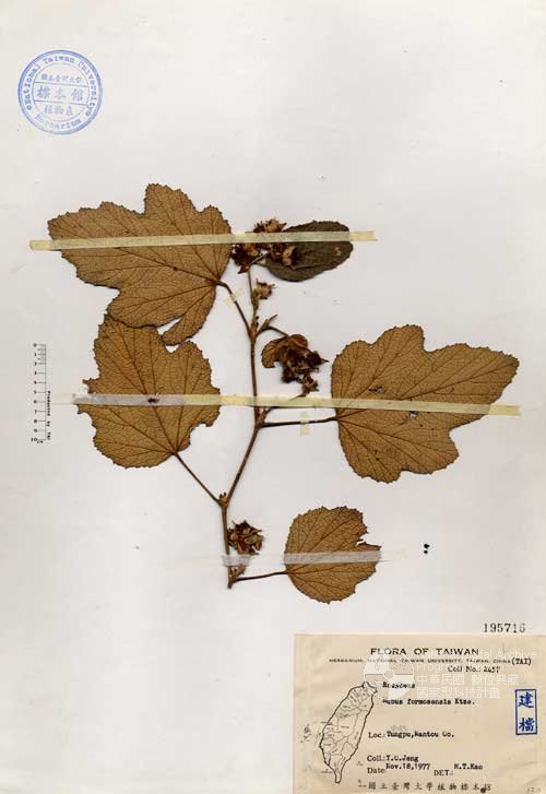 Ʀƪ󤤤W١GOWa_l]Х]]G195716^<br>^W١G<em>Rubus formosensis Ktze. </em>
