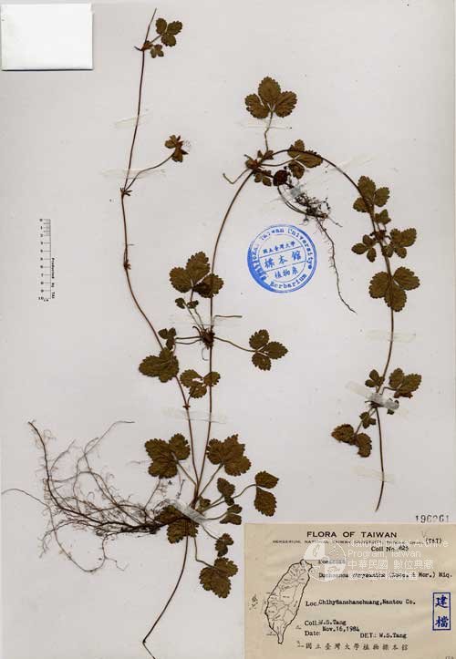 Ʀƪ󤤤W١GOWD]Х]]G196261^<br>^W١G<em>Duchesnea chrysantha (Zucc. & Mor.) Miq.</em>