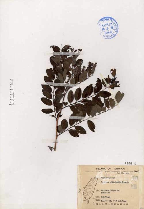 Ʀƪ󤤤W١GJ]]Х]]G196614^<br>^W١G<em>Breynia officinalis Hemsl. </em>