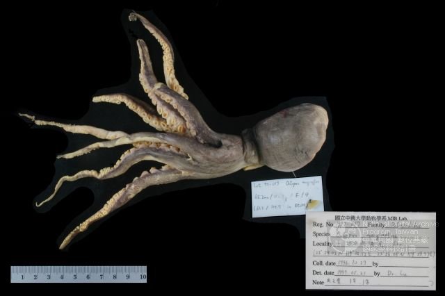 ƦƪǦWG<em>Octopus marginatus</em>