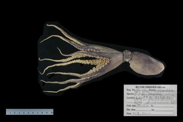 ƦƪǦWG<em>Octopus marginatus</em>