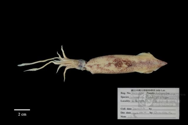 ƦƪǦWG<em>Uroteuthis (Photololigo) sibogae</em>