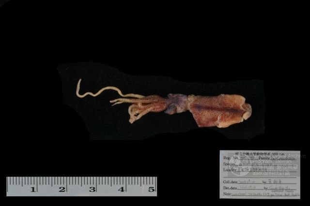ƦƪǦWG<em>Abraliopsis lineata</em>