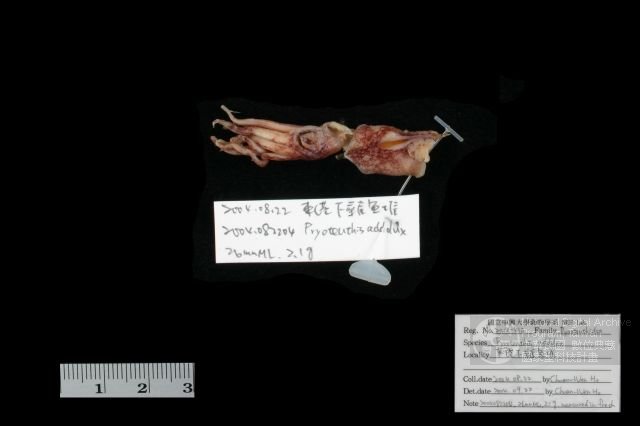ƦƪǦWG<em>Pyroteuthis addolux</em>