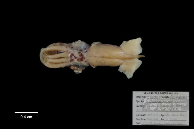 ƦƪǦWG<em>Pterygioteuthis gemmata</em>