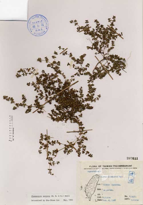 Ʀƪ󤤤W١Gpju]Х]]G207611^<br>^W١G<em>Euphorbia makinoi Hayata </em>