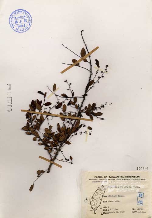 Ʀƪ󤤤W١Ghoa]Х]]G209606^<br>^W١G<em>Phyllanthus multiflorus Willd. </em>