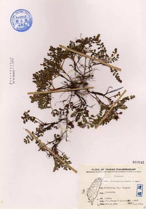 Ʀƪ󤤤W١GOW]Х]]G209642^<br>^W١G<em>Rubus taiwanicola Koidz. & Ohwi</em>
