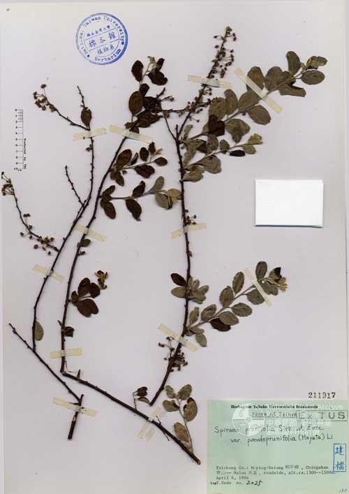 Ʀƪ󤤤W١G]Х]]G211917^<br>^W١G<em>Spiraea prunifolia Sieb. & Zucc. var. pseudoprunifolia (Hayata) Li</em>