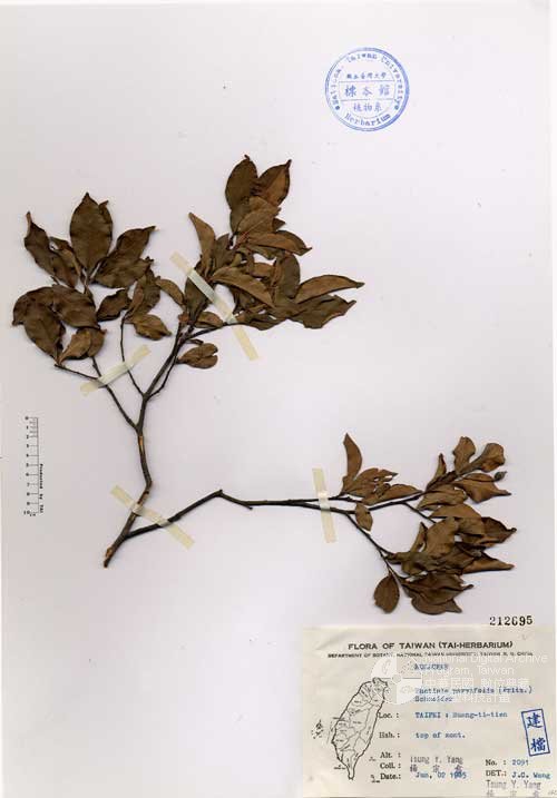Ʀƪ󤤤W١Gp۷]Х]]G212695^<br>^W١G<em>Photinia parvifolia (Pritz.) Schneider </em>