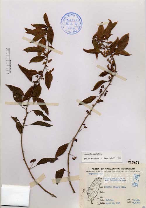 Ʀƪ󤤤W١GKA]Х]]G213478^<br>^W١G<em>Acalypha australis L. </em>