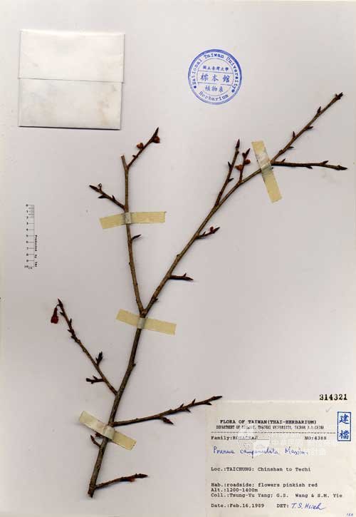 Ʀƪ󤤤W١Gs]Х]]G214321^<br>^W١G<em>Prunus campanulata Maxim. </em>