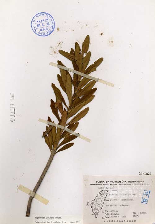 Ʀƪ󤤤W١GOWju]Х]]G214360^<br>^W١G<em>Euphorbia formosana Hayata </em>