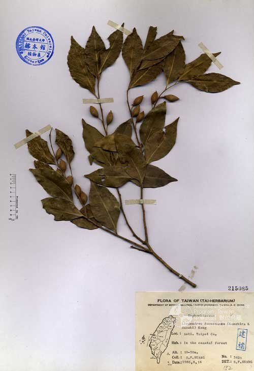 Ʀƪ󤤤W١GOW]Х]]G215085^<br>^W١G<em>Liodendron formosanum (Kanehira & Sasaki) Keng</em>