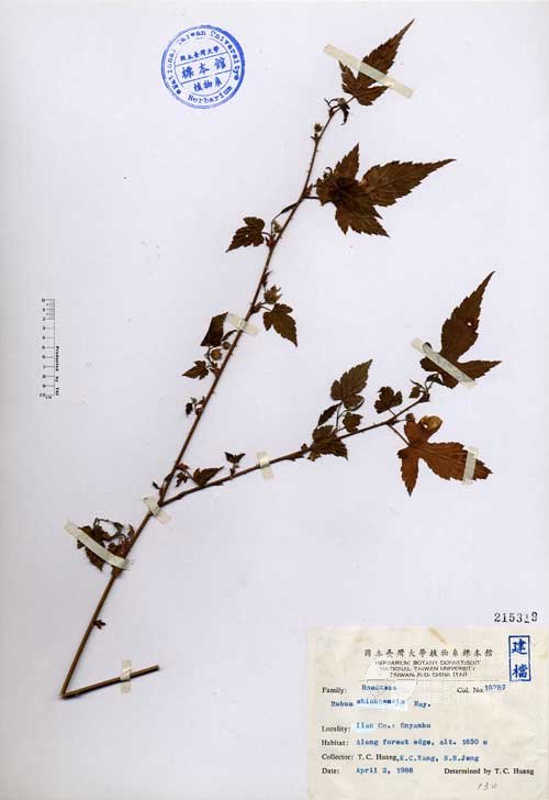 Ʀƪ󤤤W١Gܸa_l]Х]]G215319^<br>^W١G<em>Rubus shinkoensis Hayata </em>