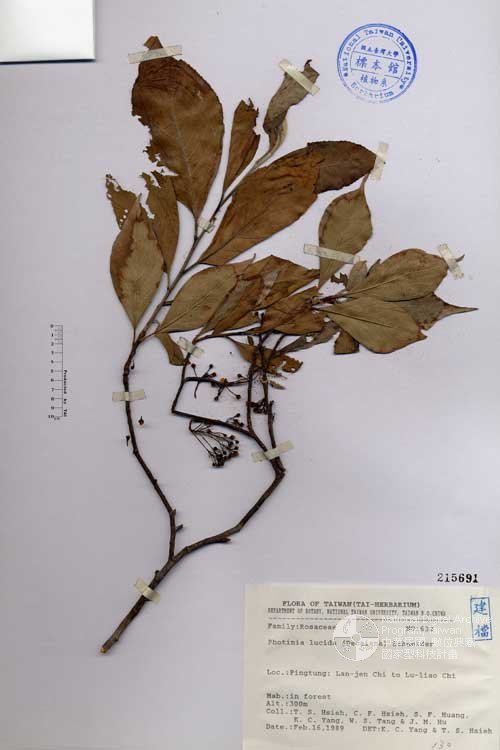 Ʀƪ󤤤W١GOW۷]Х]]G215691^<br>^W١G<em>Photinia lucida (Decaisne) Schneider </em>