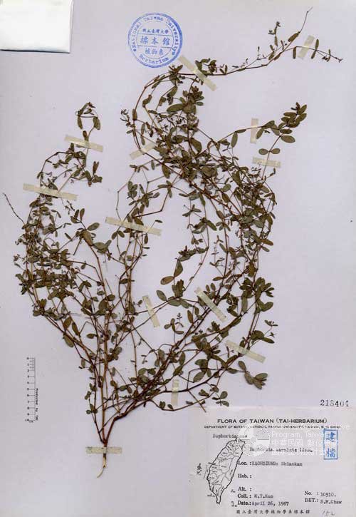 Ʀƪ󤤤W١GaA]Х]]G218404^<br>^W١G<em>Euphorbia maculata L. </em>