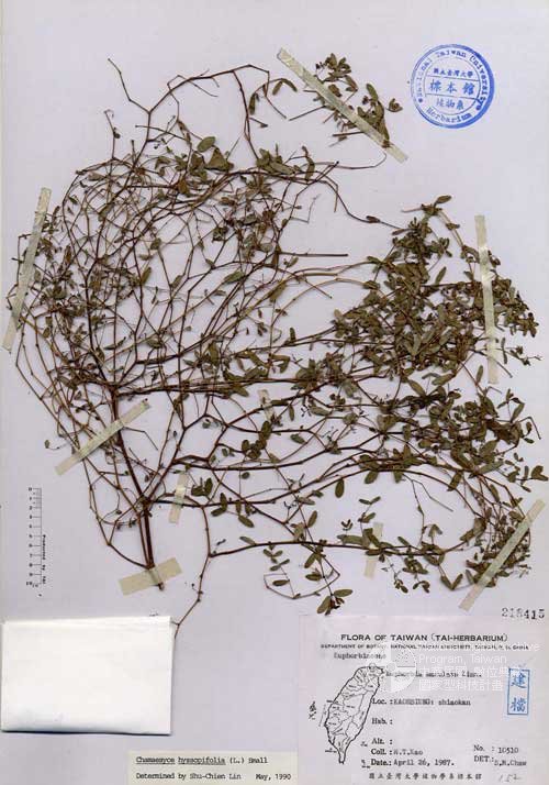Ʀƪ󤤤W١GaA]Х]]G218415^<br>^W١G<em>Euphorbia maculata L. </em>