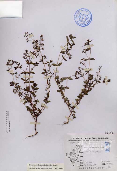 Ʀƪ󤤤W١GaA]Х]]G218424^<br>^W١G<em>Euphorbia maculata L. </em>