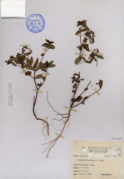 Ʀƪ󤤤W١GaA]Х]]G218429^<br>^W١G<em>Chamaesyce maculata (L.) Small </em>