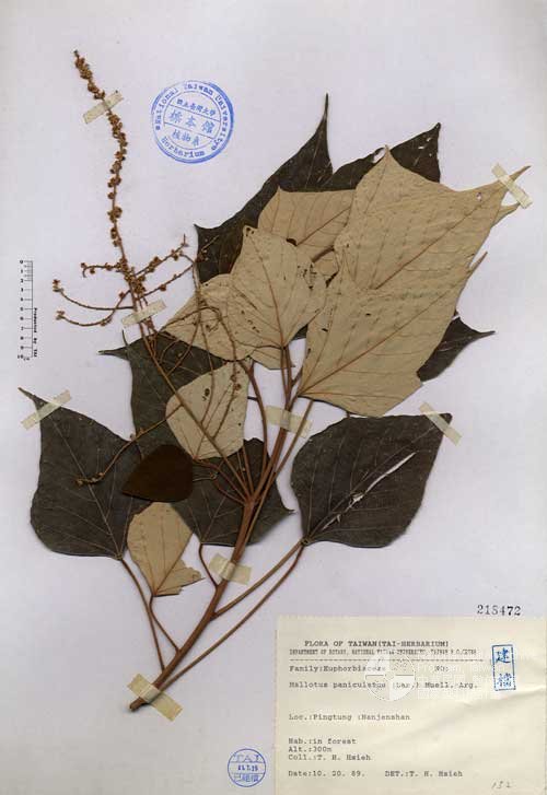 Ʀƪ󤤤W١Gհ̤l]Х]]G218472^<br>^W١G<em>Mallotus paniculatus (Lam.) Muell.-Arg. </em>