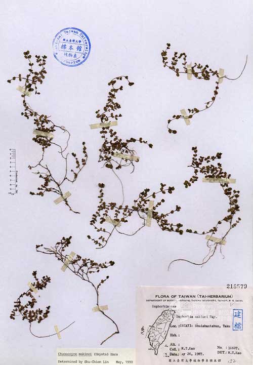 Ʀƪ󤤤W١Gpju]Х]]G218579^<br>^W١G<em>Euphorbia makinoi Hayata </em>