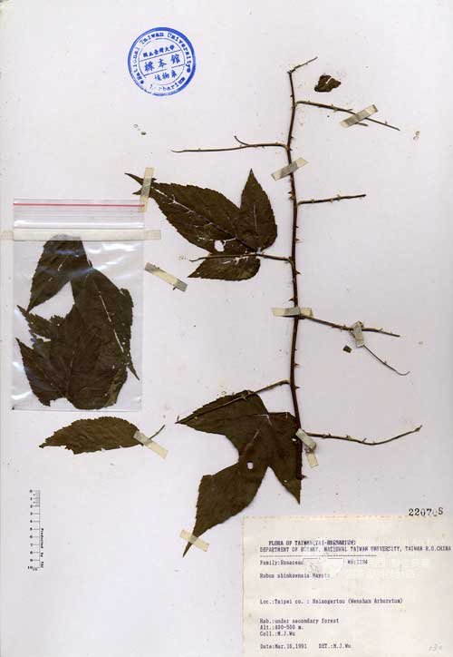 Ʀƪ󤤤W١Gܸa_l]Х]]G220708^<br>^W١G<em>Rubus shinkoensis Hayata </em>