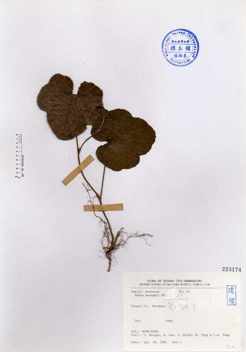 Ʀƪ󤤤W١GH]Х]]G223174^<br>^W١G<em>Rubus buergeri Miq. </em>
